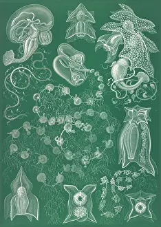 Lithographic: Ernst Haeckel, Siphonophorae, Hydrozoa