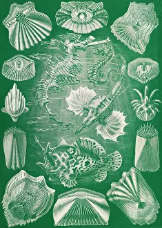 Lithographic: Ernst Haeckel, Teleostei, Ray-Finned Fish
