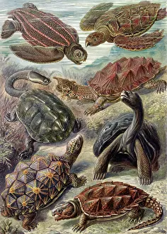 Tortoises: Ernst Haeckel, Testudines, Tortoises and Turtles