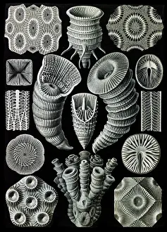 Ordovician: Ernst Haeckel, Tetracorallia, Extinct Corals