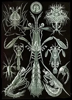 Lithographic: Ernst Haeckel, Thoracostraca, Crustaceans