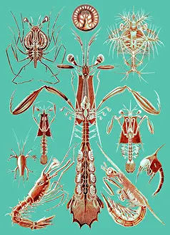 Haeckel: Ernst Haeckel, Thoracostraca, Crustaceans