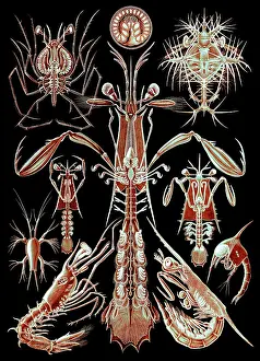 Haeckel: Ernst Haeckel, Thoracostraca, Crustaceans