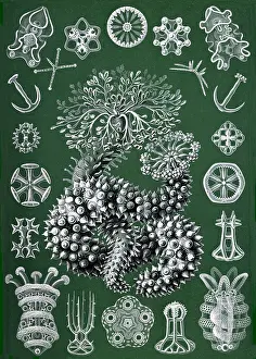Cucumbers: Ernst Haeckel, Thuroidea, Sea Cucumbers