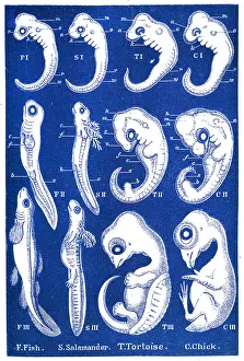 Fetus: Ernst Haeckel's Evolution of Man, 1874