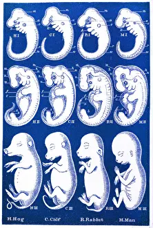 Fetus: Ernst Haeckel's Evolution of Man, 1874