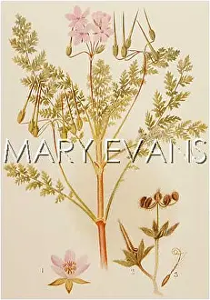 Hemlock: ERODIUM CICUTARIUM