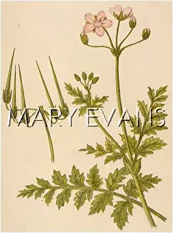 Hemlock: ERODIUM CICUTARIUM