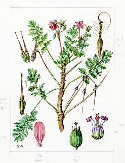 Gwen: Erodium cicutarium - common stork's-bill