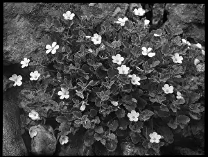 Delicate: Erodium Corsicum