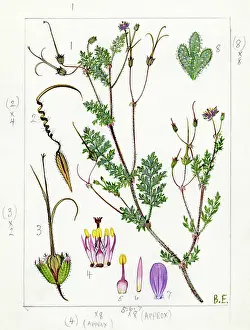 Everard: Erodium glutinosum - stork's-bill