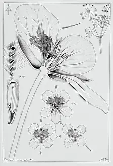 Trifolium: Erodium hymenodes, heron's bill
