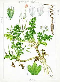 Everard: Erodium Lebelii - sticky stork's-bill