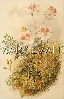 Erodium: ERODIUM MACRADENUM