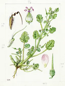 Gwen: Erodium maritimum - sea stork's-bill