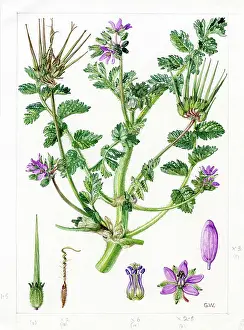 Gwen: Erodium moschatum - musk storksbill