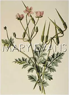 Erodium: ERODIUM VICUTARIUM