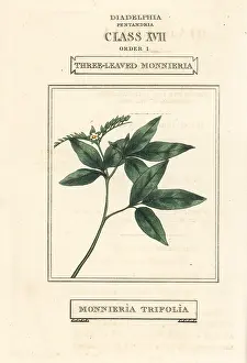 Duppa: Ertela trifolia