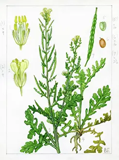 Stamens: Erucastrum gallicum - common dogmustard