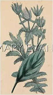 Eryngium: ERYNGIUM CAMPESTRE