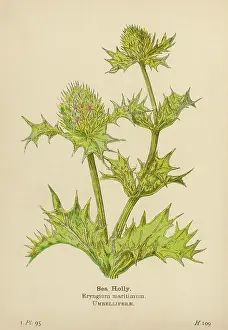 Maritimum: ERYNGIUM MARITIMUM