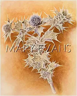 Maritimum: ERYNGIUM MARITIMUM