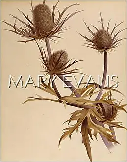 Eryngium: ERYNGIUM OLIVERIANUM