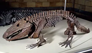 Temnospondyli: Eryops