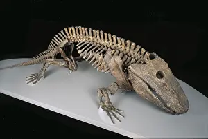 Temnospondyli: Eryops megacephalus