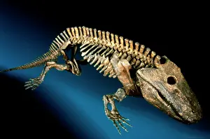 Temnospondyli: Eryops megacephalus