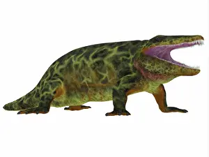 Permian: Eryops, side profile