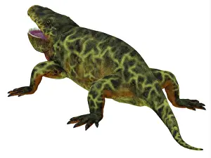 Permian: Eryops, rear view