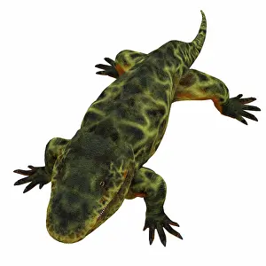 Crawling: Eryops on white background