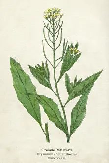 Treacle: ERYSIMUM CHEIRANTHOIDES