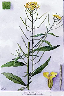 Snelling: Erysimum cheiranthoides