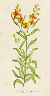 Cheiranthus: ERYSIMUM CHEIRI