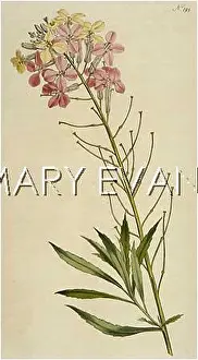Mutabilis: ERYSIMUM MUTABILIS