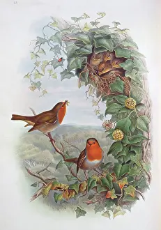 Apiales: Erythacus rubecula, European robin