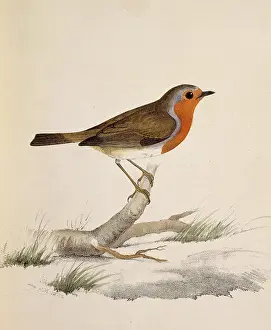 Brow: Erythacus rubecula, European robin