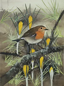 1914 1987: Erythacus rubecula, European robin