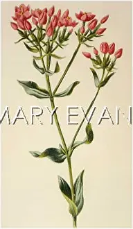Centaury: ERYTHRAEA CENTAURIUM