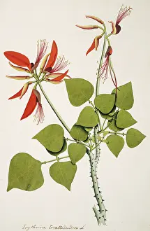 Erythrina: Erythrina corallodendron, coral bean tree