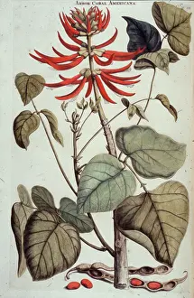 Caspar: Erythrina corallodendron, coral tree