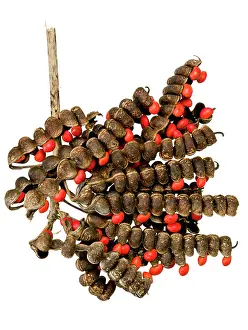 Erythrina: Erythrina folkersii, coral tree