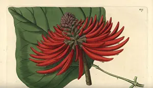 Ridgway: Erythrina speciosa