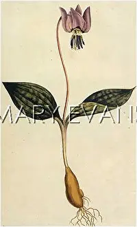 Dens: ERYTHRONIUM DENS-CANIS
