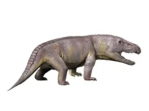 Archosauromorph: Erythrosuchus is a reptile from the Middle Triassic of ?