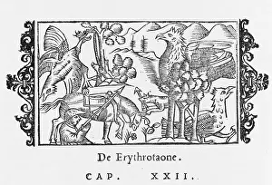 1545: ERYTHROTAO