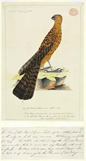 Falconidae: Erythrotriorchis radiatus, red goshawk