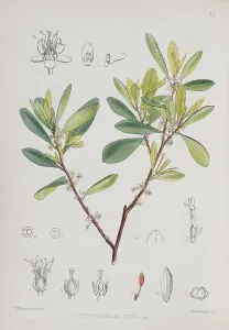Bentley: Erythroxylon coca, coca
